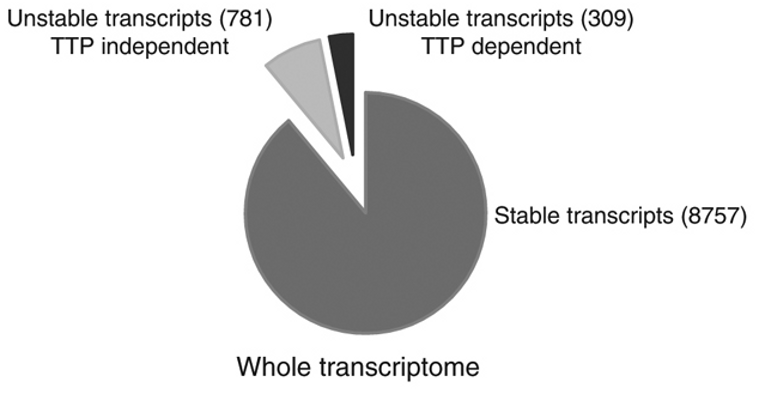 Tristetraprolin-driven regulatory circuit controls quality and timing of mRNA decay in inflammation. Figure 2B