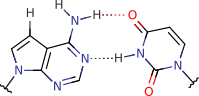 7-deaza-adenine_uracil_pair