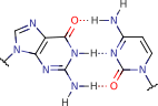 Guanine - Cytosine Base Pair