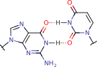 guanine_uracil_pair