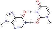 hypoxanthine_uracil_pair