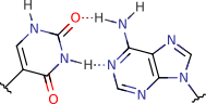 pseudouracil_adenine_pair