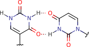 pseudouracil_uracil_pair_1