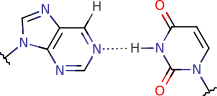 purine_uracil_pair